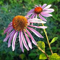 Echinacea-purpurea-DSC00531-Lionet.JPG