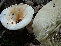 Lactarius vellereus.jpg