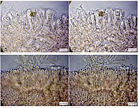 Orbilia euonymi 6279539.jpg