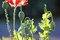 Papaver somniferum 'Danish Flag' JRVdH 06.jpg