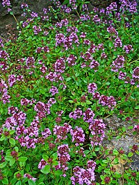 Thymus serpyllum 001.JPG