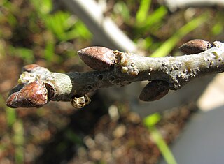 Dormant buds on twig of English Oak Quercus robur 5523.jpg