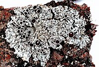 Physcia stellaris-5.jpg