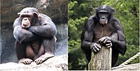Composite image of male chimpanzee (left) and male bonobo (right).jpg