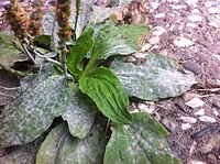 Podosphaera plantaginis1.JPG