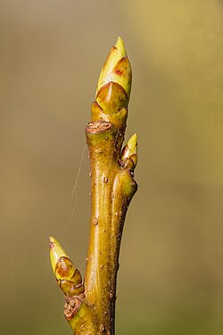 Amberboom (Liquidambar styraciflua), zwellende bladknoppen. 24-03-2022 (d.j.b.).jpg