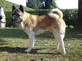 Американская акита