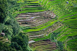 Hani Rice Terraces (53696040396).jpg