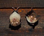 Rhinolophus hipposideros 2024.jpg