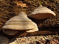 Fomes fomentarius (46906865784).jpg