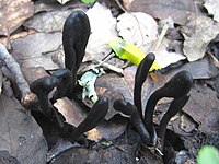 Geoglossum cookeanum macro.jpg