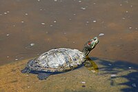 Trachemys scripta elegans partially submerged.jpg