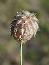 Клевер земляничный