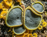 2014-08-23 Catinella olivacea (Batsch) Boud 447950.jpg