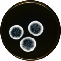 Aspergillus pulvinus meaox.png