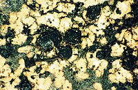 Rhizocarpon hochstetteri-1.jpg