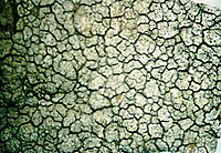 Aspicilia cinerea.jpg