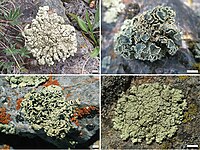 Rhizoplaca melanophthalma (10.3897-mycokeys.7.4508) Figure 1.jpg