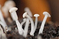 Cudoniella acicularis - Lindsey.jpg