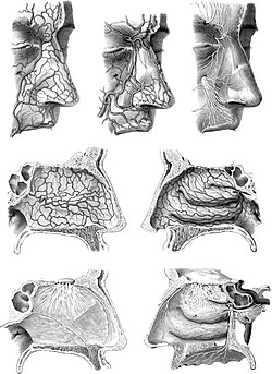 Anatomy Hirschfeld.JPG