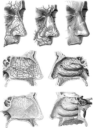Anatomy Hirschfeld.JPG