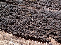 Eutypa spinosa OPN6 (2).jpg