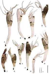 Laboulbenia (10.3897-mycokeys.71.53421) Figure 4.jpg