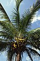 Кокосовая пальма (лат. Cocos nucifera)