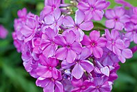 Phlox 0125.jpg