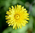 Цветок одуванчика