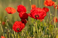 Dülmen, Fröbelstraße, Mohn am Feldrand -- 2021 -- 9155.jpg