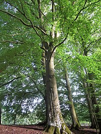 European beech (Fagus sylvatica) in Humlamaden 1516.jpg