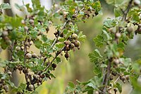 Podosphaera mors-uvae 03.jpg