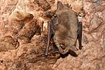 Myotis blythii 04.jpg