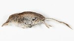 Sorex minutissimus D00000166415-4 1673542915 lg.jpg