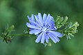 Cichorium intybus UL 05.jpg