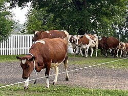 Коровы на выпасе