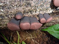 2013-08-21 Daldinia clavata Henn 360091.jpg