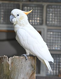 Cacatua sulphurea citrinocristata qtl1.jpg