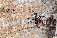 Latrodectus tredecimguttatus (malmignatta).jpg