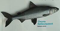 Baikal omul.jpg