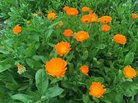 Calendula officinalis, pot marigold.JPG