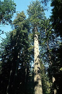 Coastal redwood.jpg