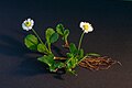 Bellis perennis full plant.jpg