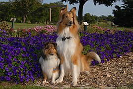 Шелти и колли