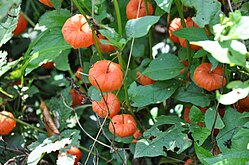 Китайский фонарик