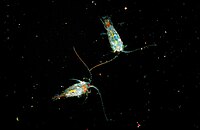 Байкальская эпишура.jpg