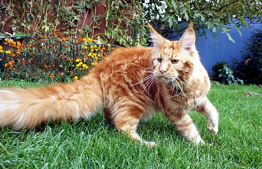 Взрослый Мейн Кун