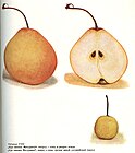 Груша «Бере зимняя Мичурина», внизу - плод груши дикой уссурийской