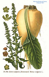 276 Beta vulgaris L.jpg